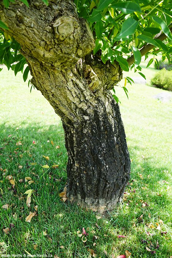 etrithrina crista - galli