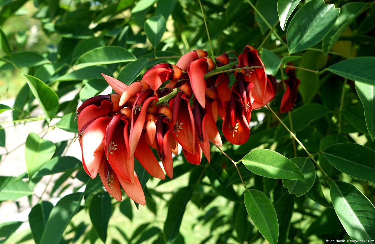 etrithrina crista - galli