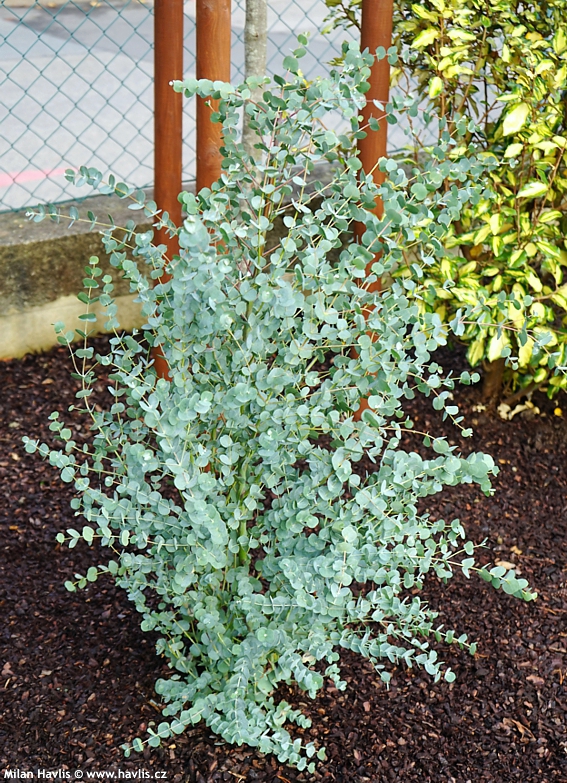 eucalyptus gunnii Azura