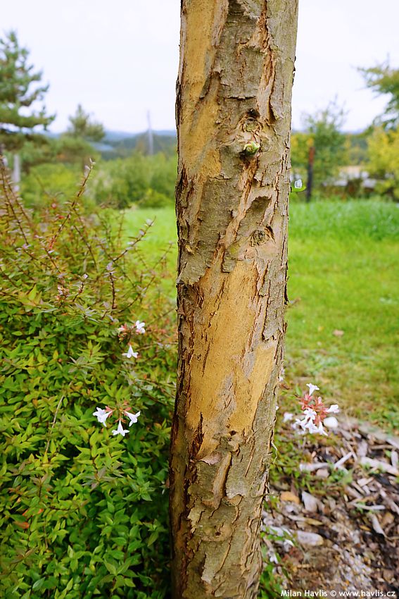 eucalyptus gunnii Azura