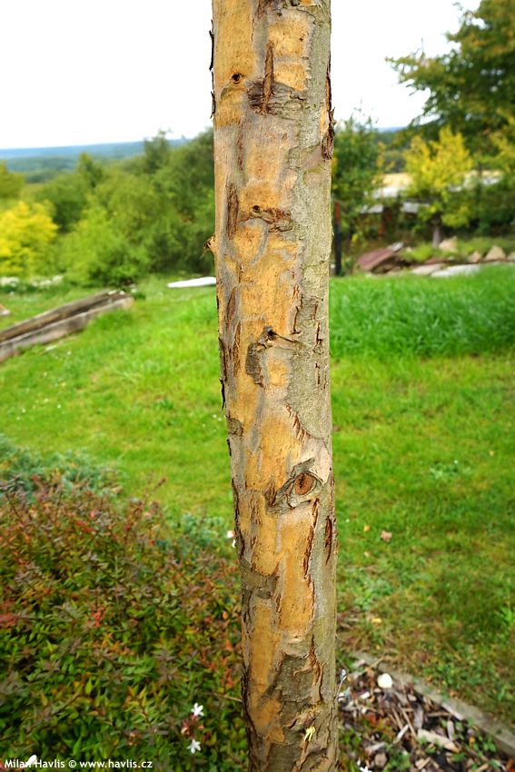 eucalyptus gunnii Azura