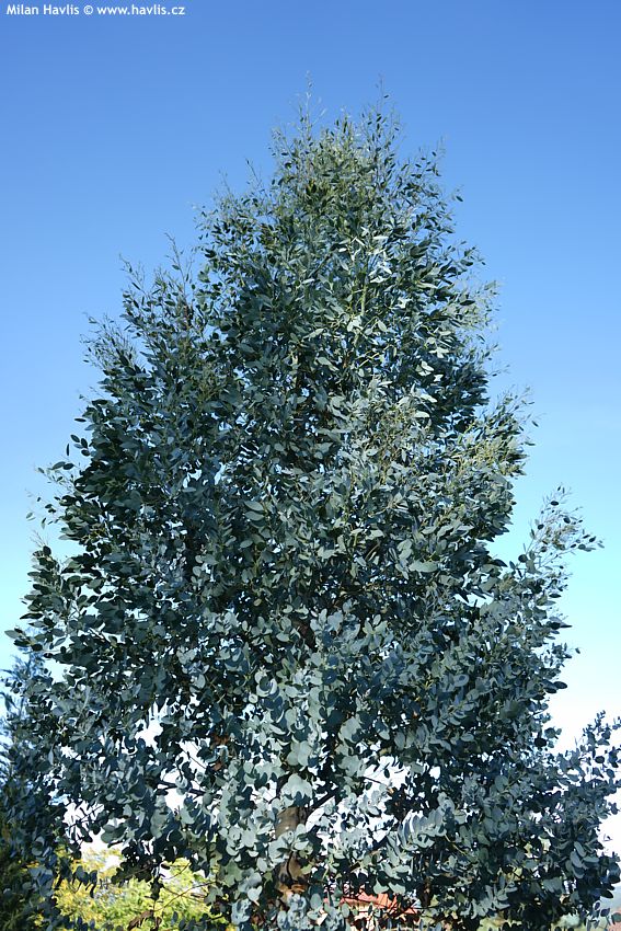 eucalyptus gunnii Azura
