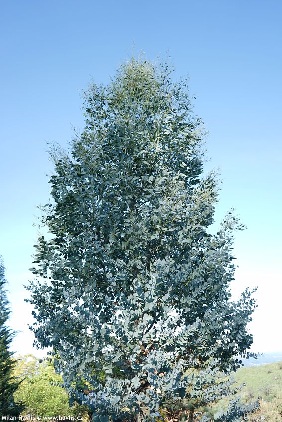 eucalyptus gunnii Azura