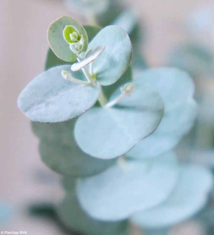 eucalyptus gunnii Azura