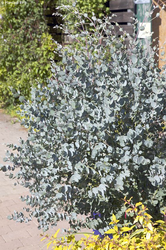 eucalyptus gunnii Azura