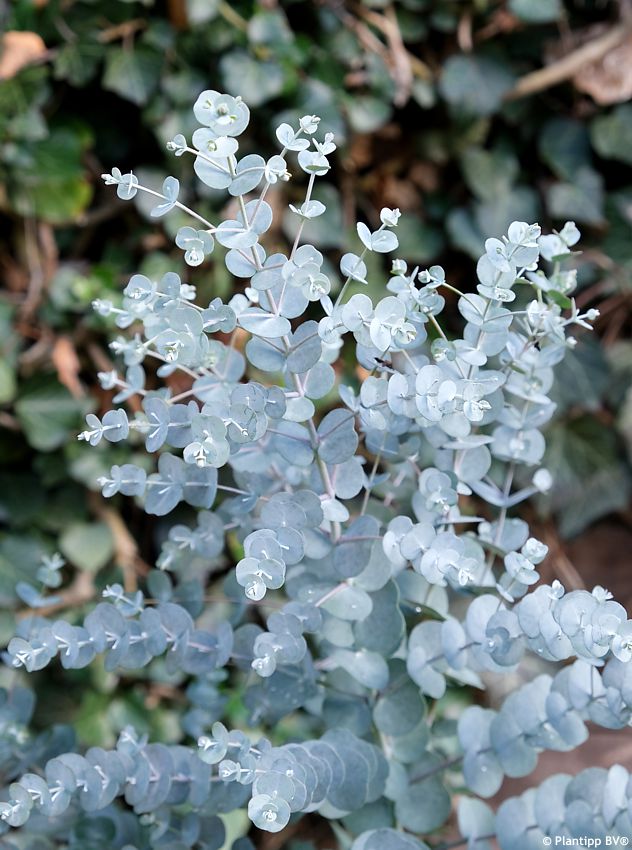eucalyptus gunnii Azura