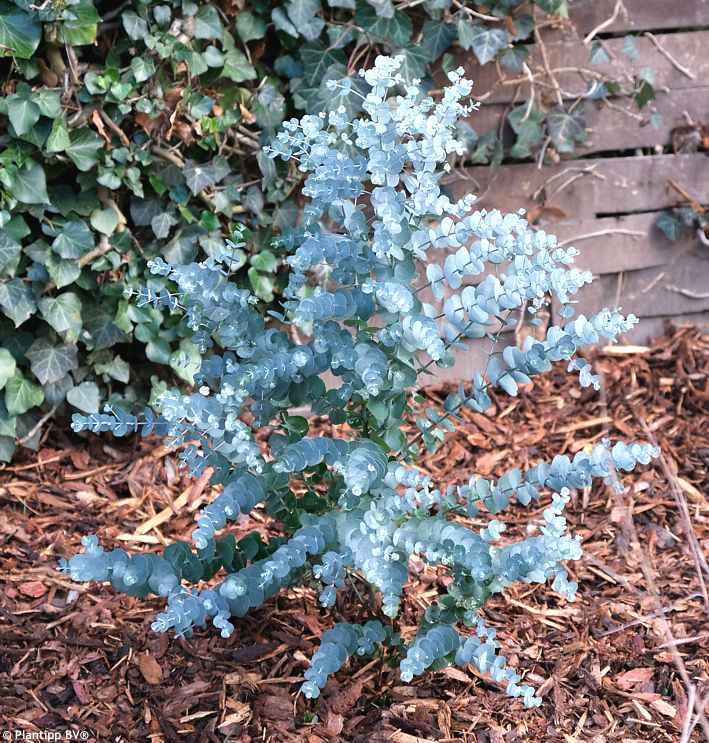 eucalyptus gunnii Azura