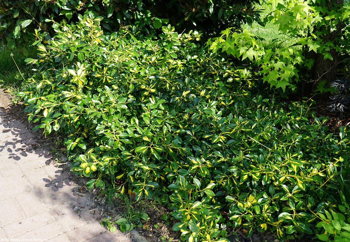 euonymus fortunei Blondy