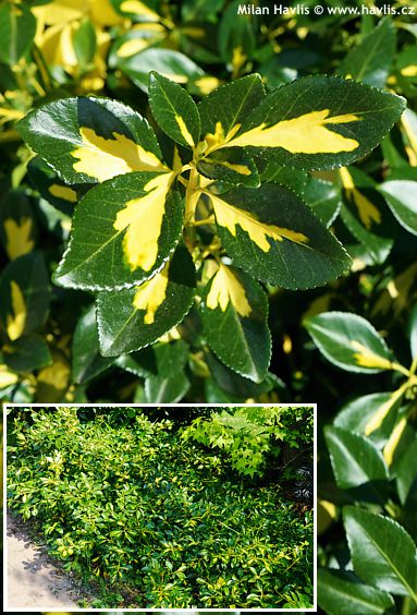 Euonymus fortunei 'Interbolwi' BLONDY®