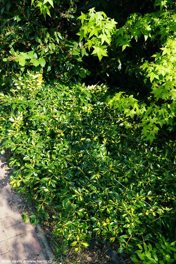 euonymus fortunei Blondy