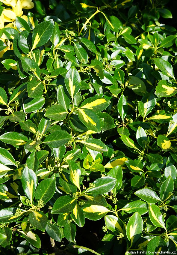 euonymus fortunei Blondy