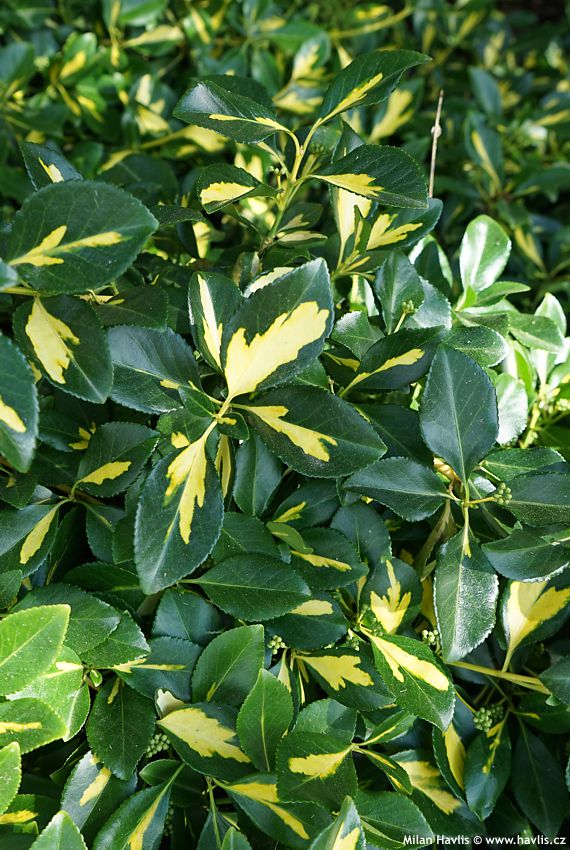 euonymus fortunei Blondy