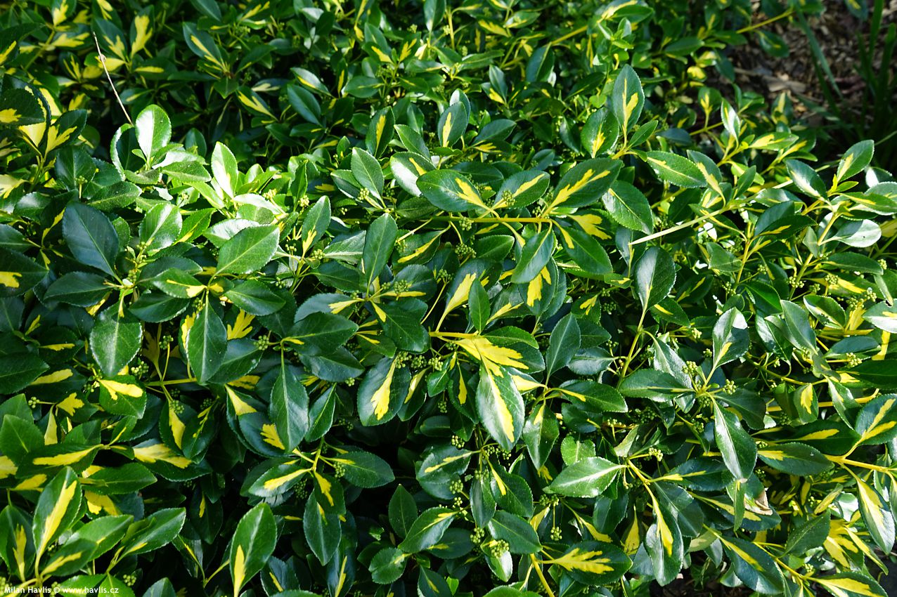 euonymus fortunei Blondy