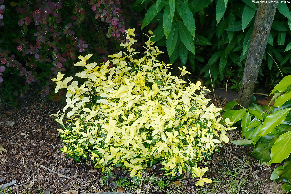 euonymus fortunei Summer Runner 2025 (3) edit.jpg