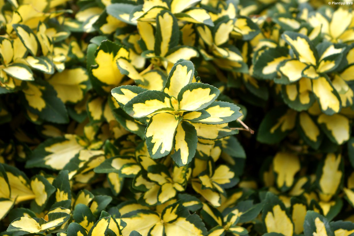 euonymus fortunei Summer Runner PT1.jpg