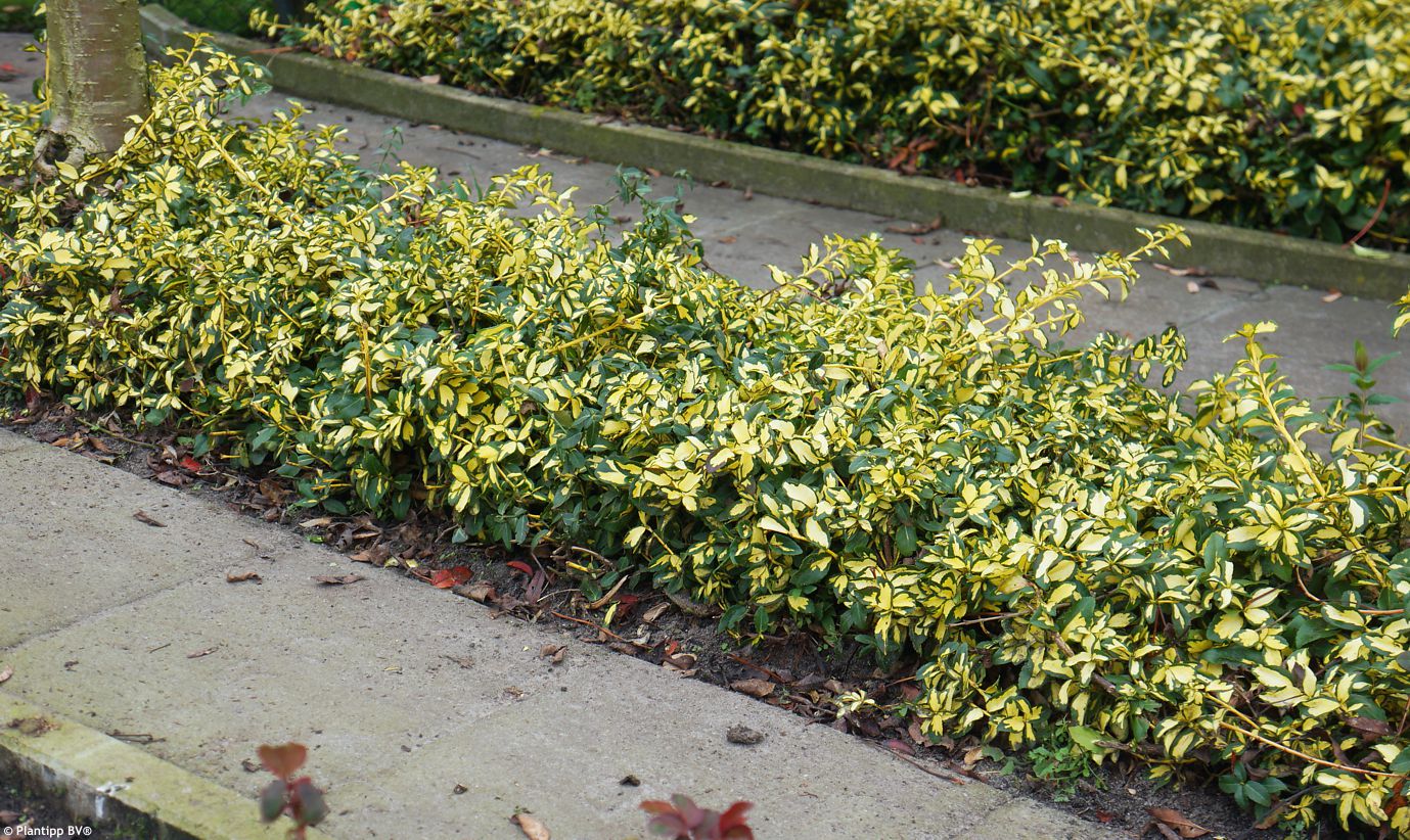 euonymus fortunei Summer Runner PT3.jpg