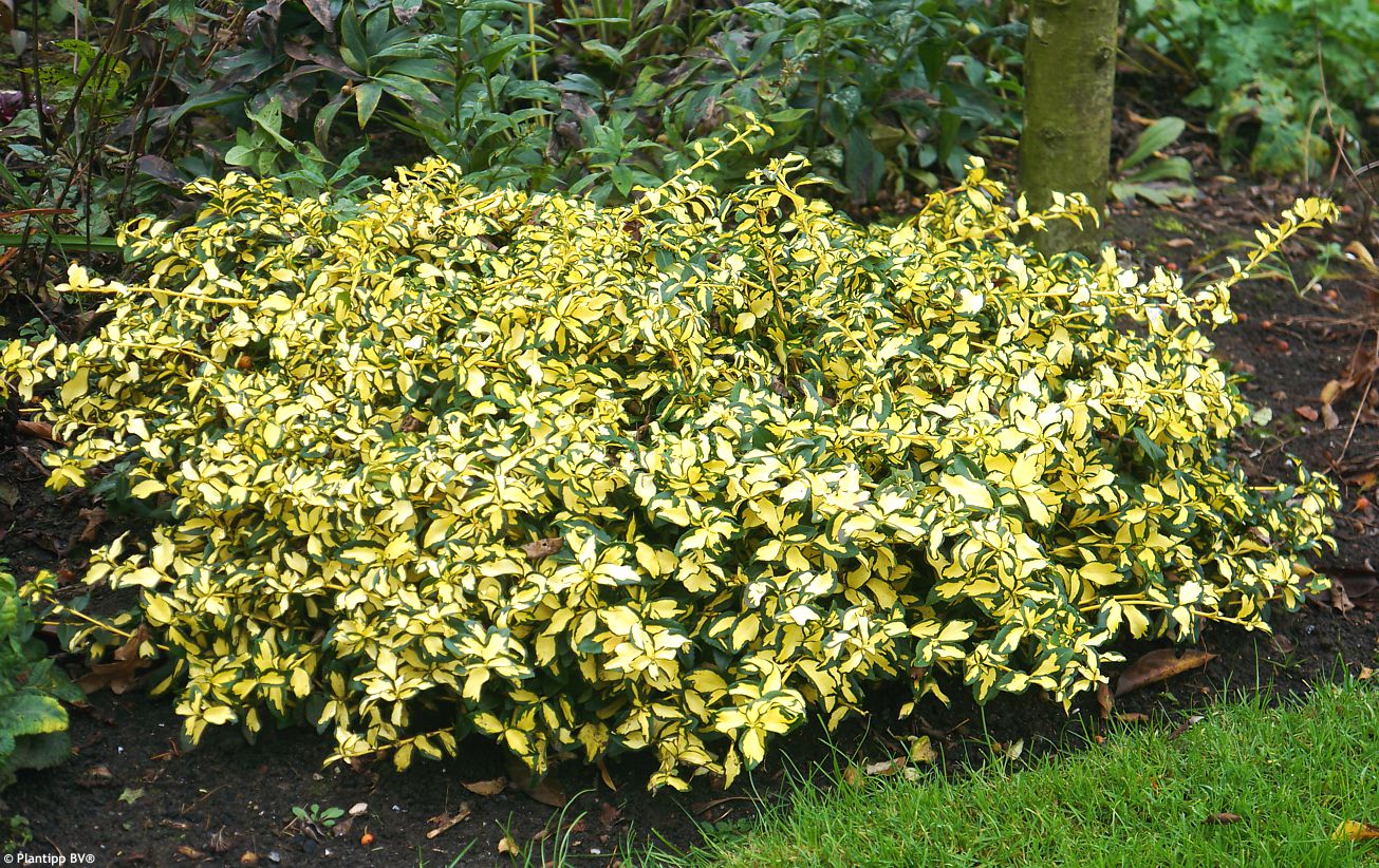 euonymus fortunei Summer Runner PT4.jpg