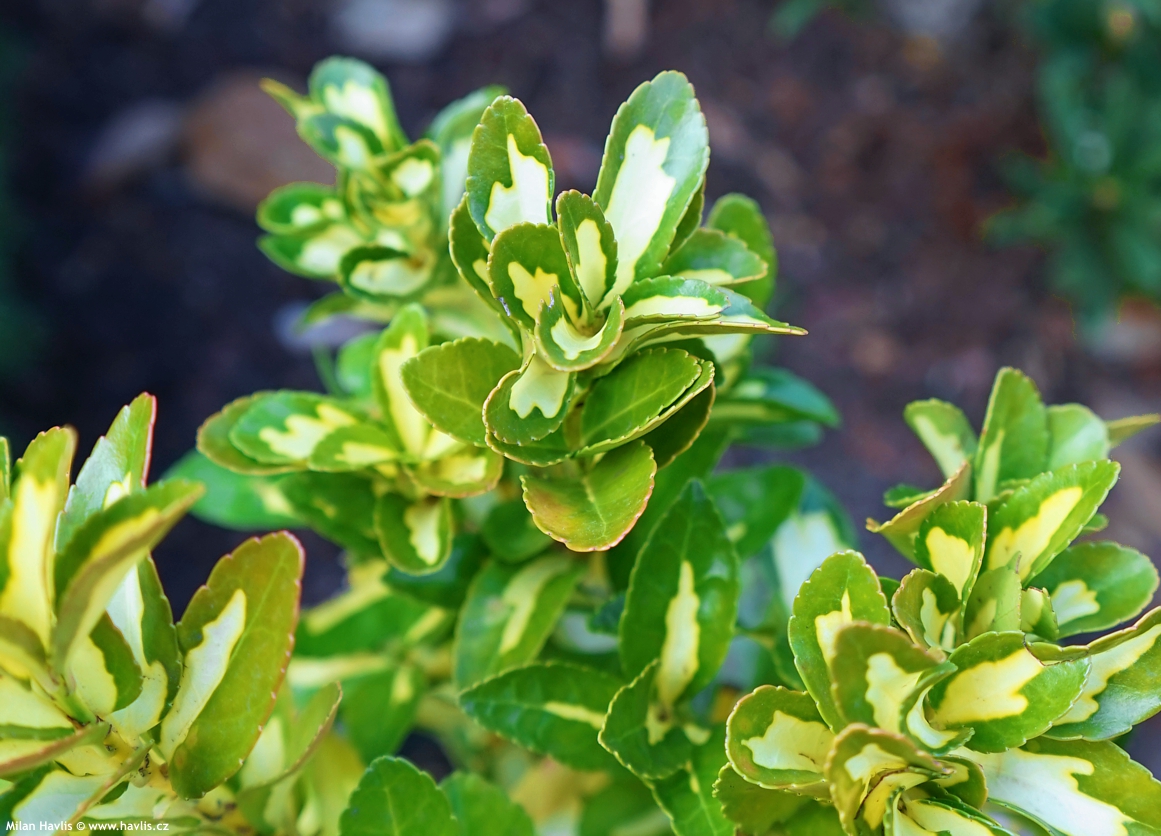 euonymus japonicus Gold Queen