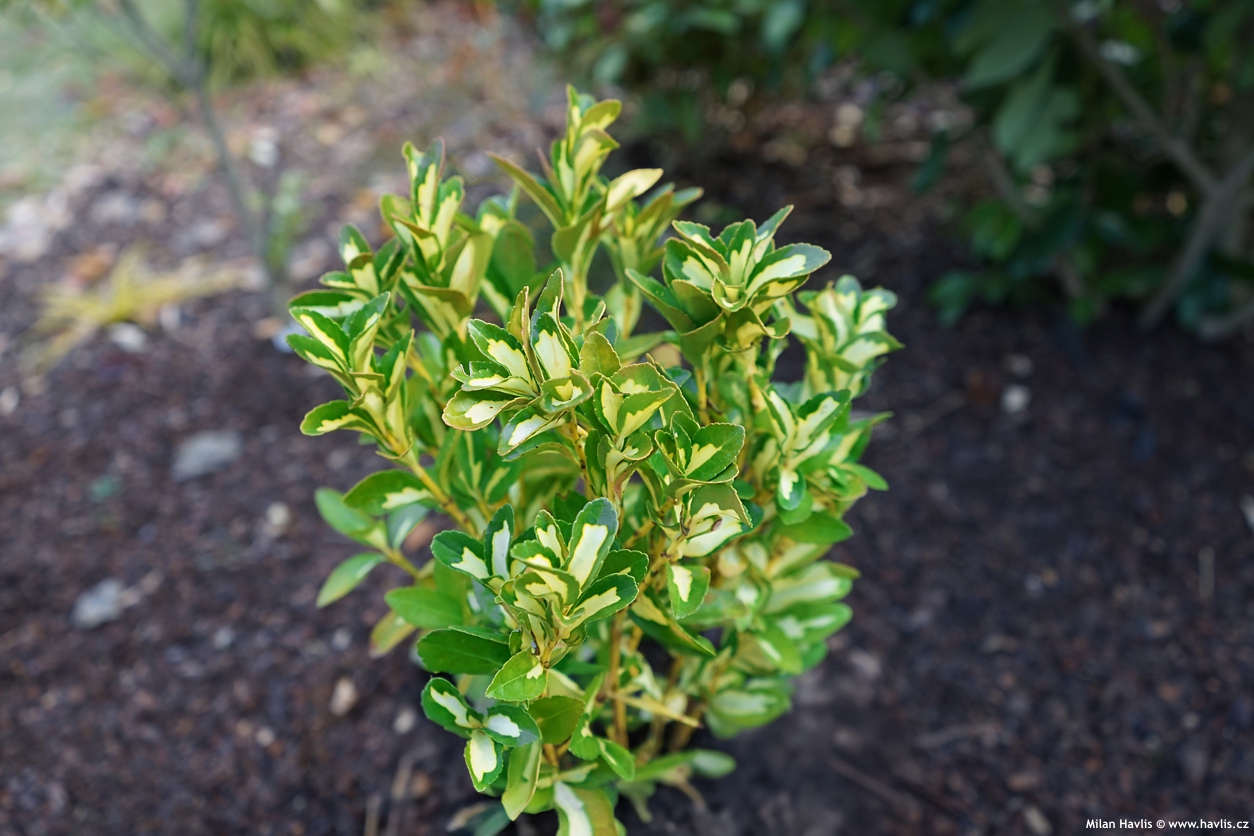 euonymus japonicus Gold Queen