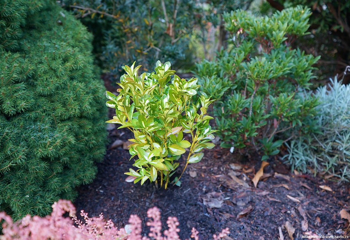 euonymus japonicus Gold Queen