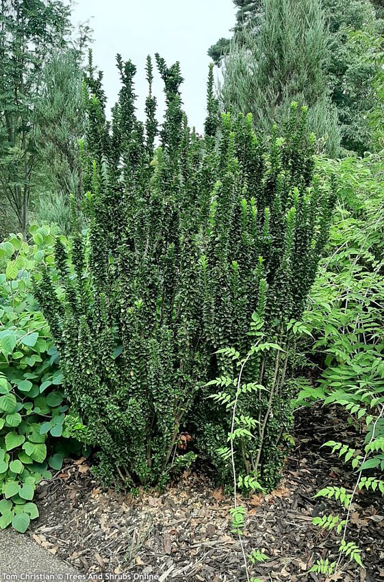 euonymus japonicus Green Spire