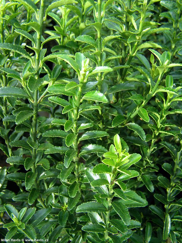 euonymus japonicus Microphyllus