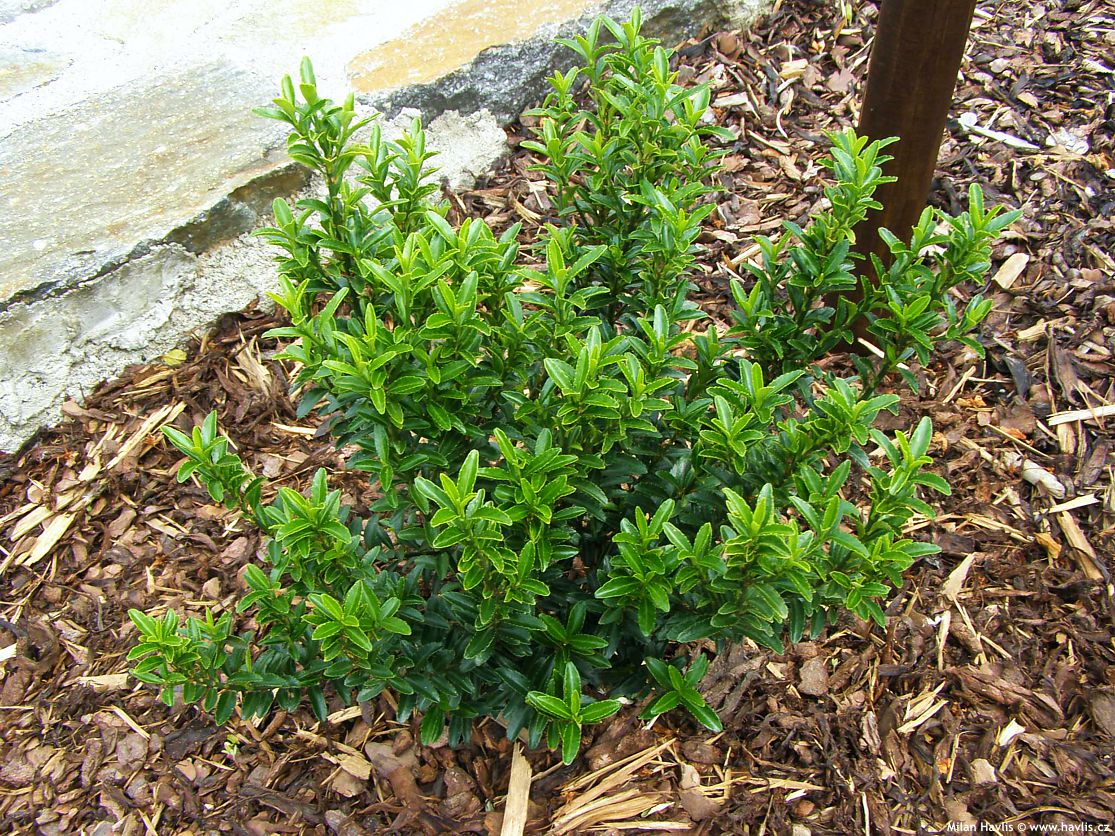 euonymus japonicus Microphyllus