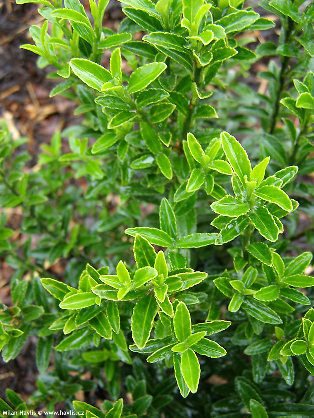 euonymus japonicus Microphyllus