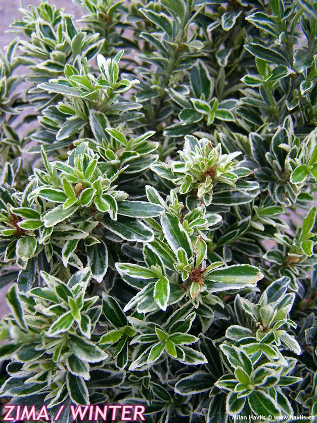 euonymus japonicus Microphyllus Albus