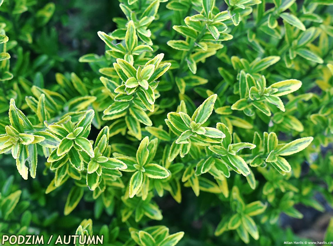 euonymus japonicus Microphyllus Aureovariegatus