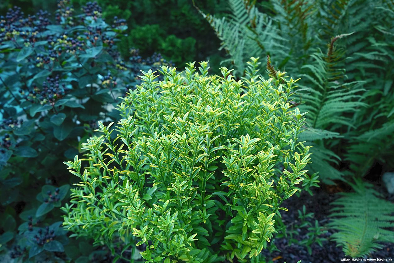 euonymus japonicus Microphyllus Aureovariegatus
