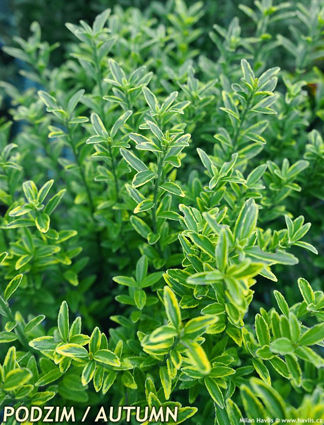 euonymus japonicus Microphyllus Aureovariegatus