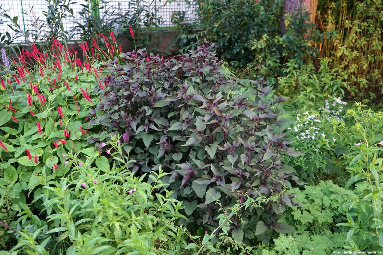 eupatorium rugosum Chocolate 2020 1.jpg