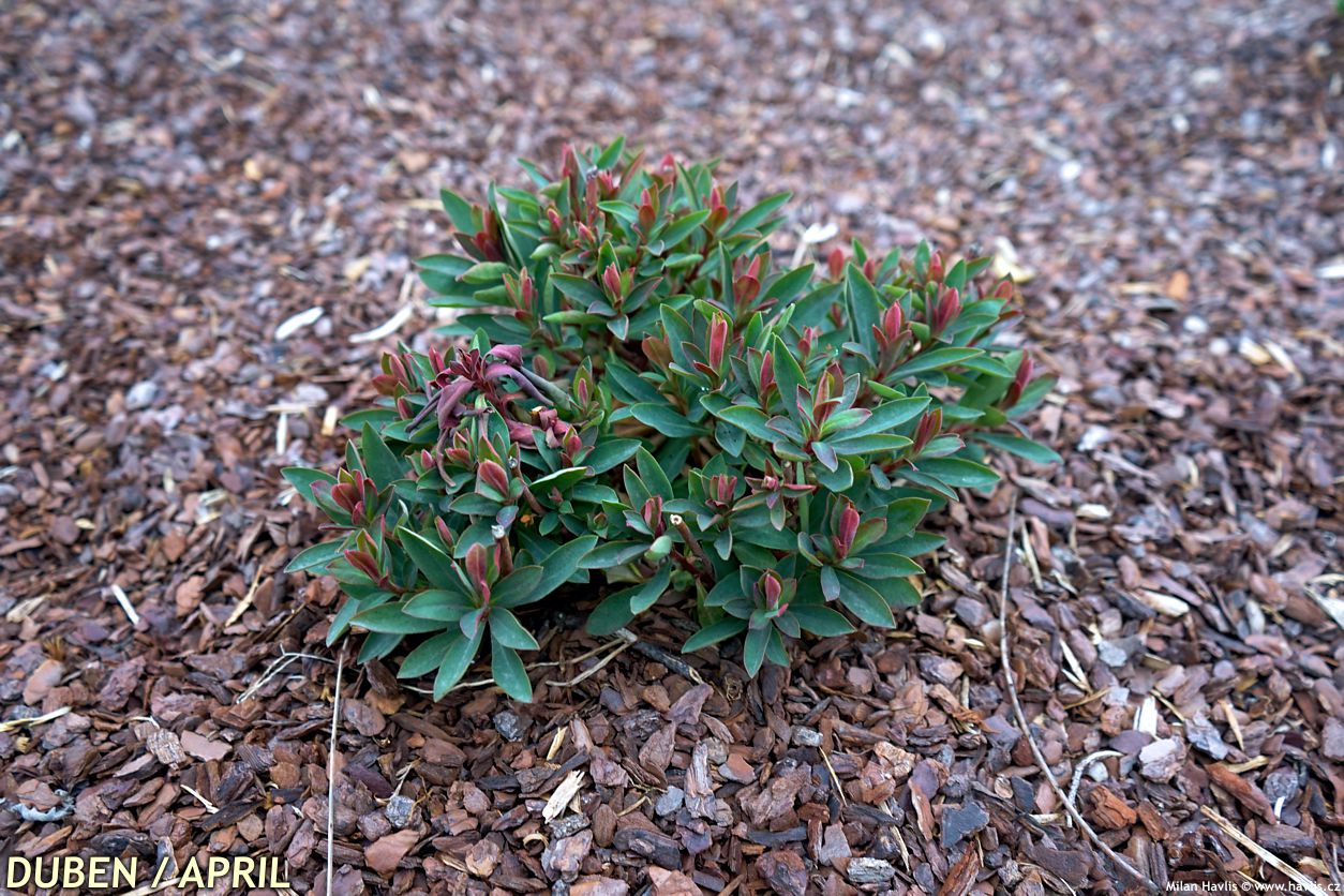 euphorbia Galaxy Glow