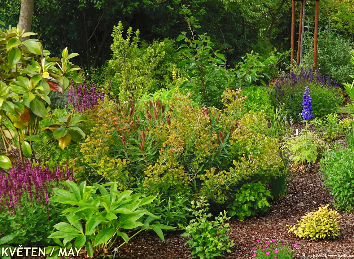 euphorbia Galaxy Glow