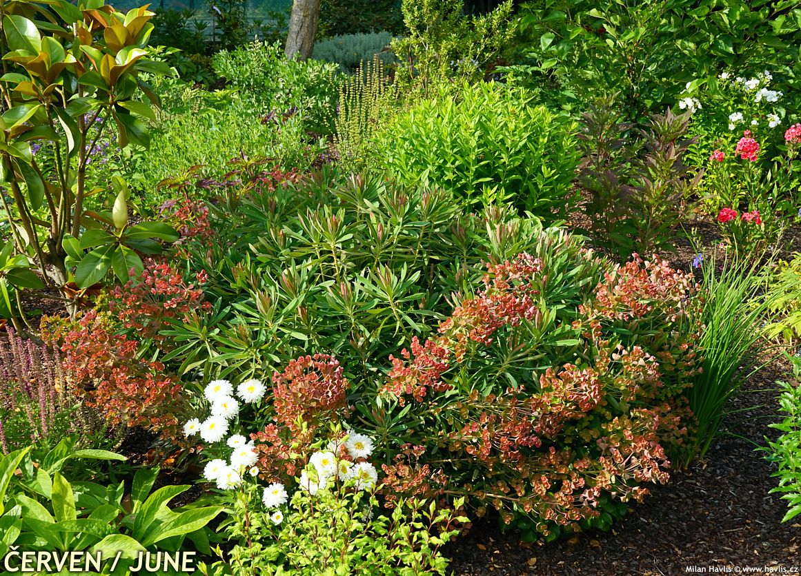 euphorbia Galaxy Glow