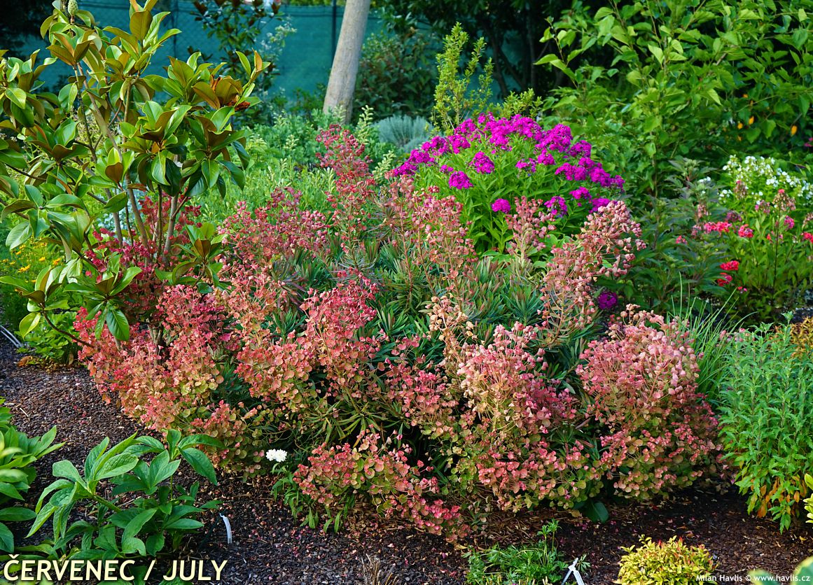 euphorbia Galaxy Glow