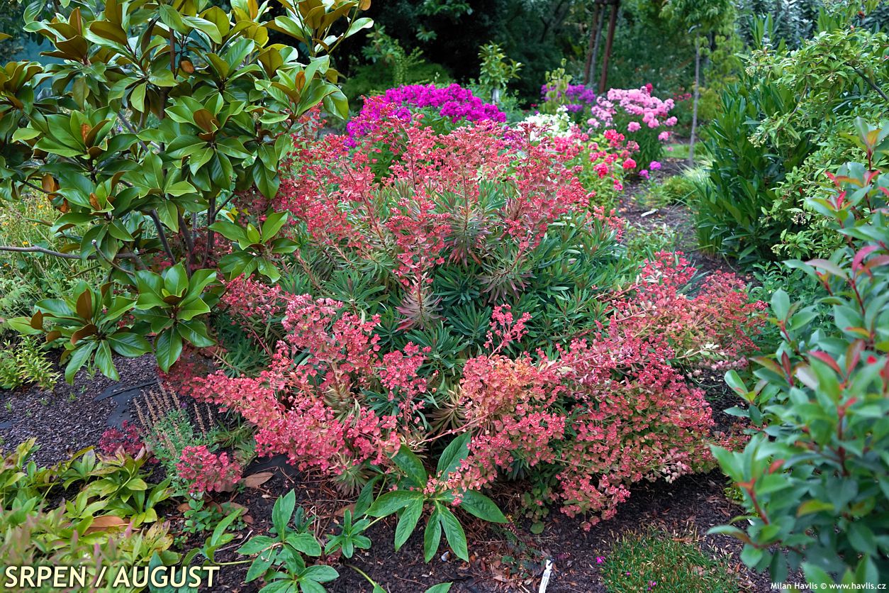 euphorbia Galaxy Glow