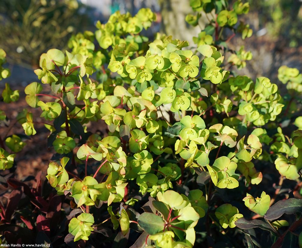 euphorbia amygdaloides Purpurea