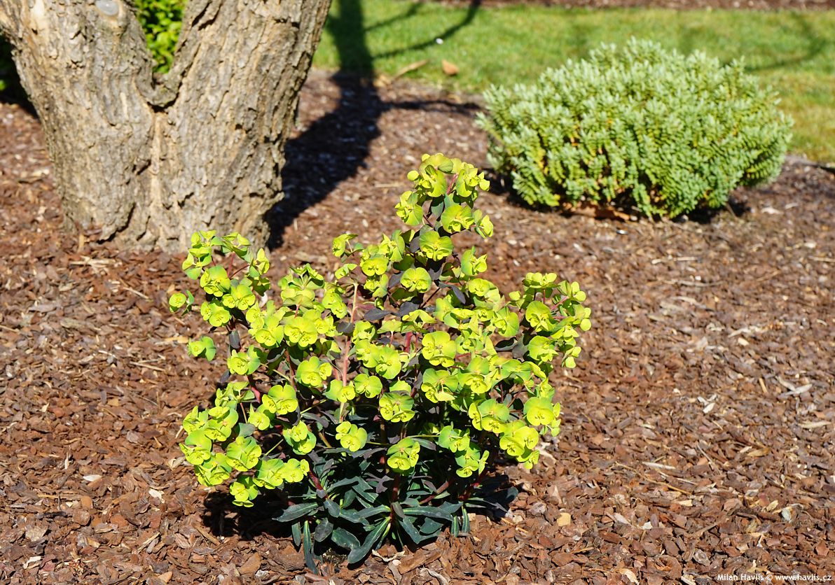euphorbia amygdaloides Purpurea
