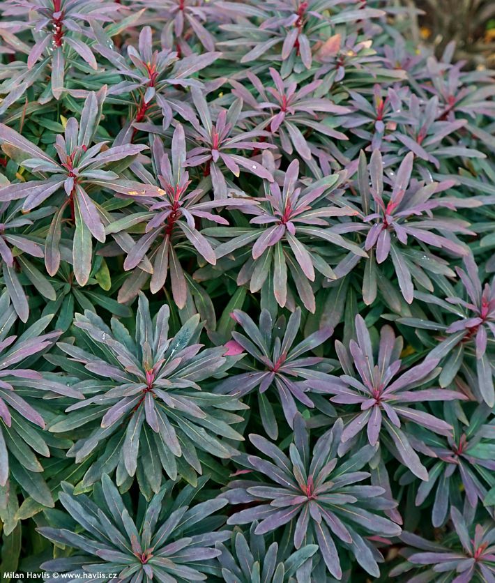 euphorbia amygdaloides Purpurea