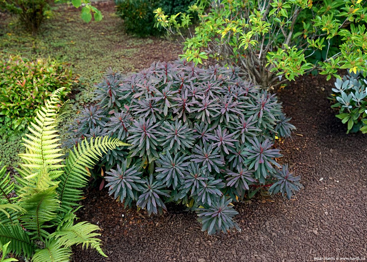 euphorbia amygdaloides Purpurea