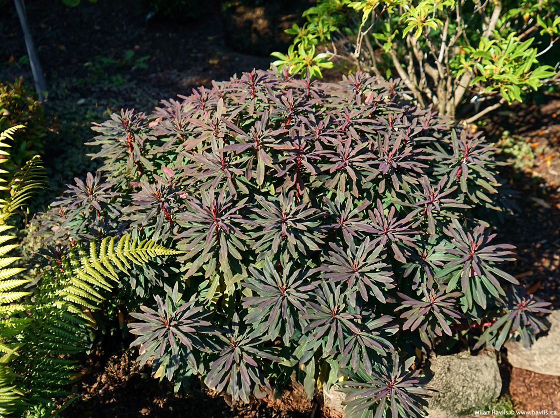 euphorbia amygdaloides Purpurea