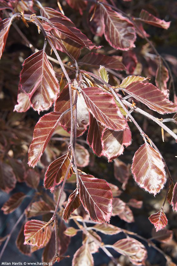 fagus sylvatica Purpurea Tricolor