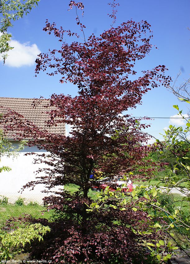 fagus sylvatica Purpurea Tricolor