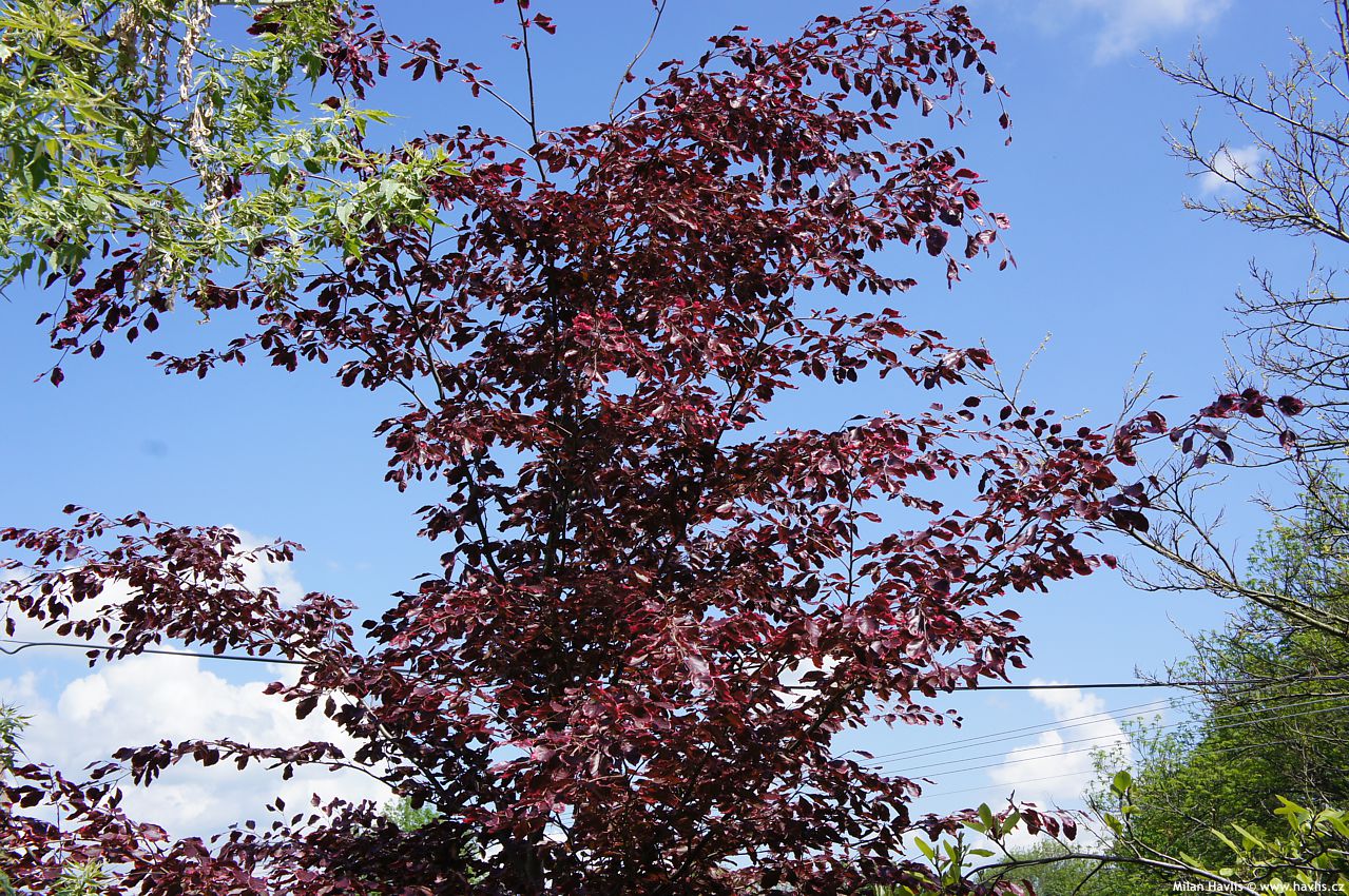 fagus sylvatica Purpurea Tricolor
