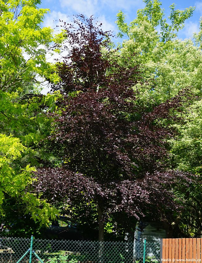 fagus sylvatica Purpurea Tricolor