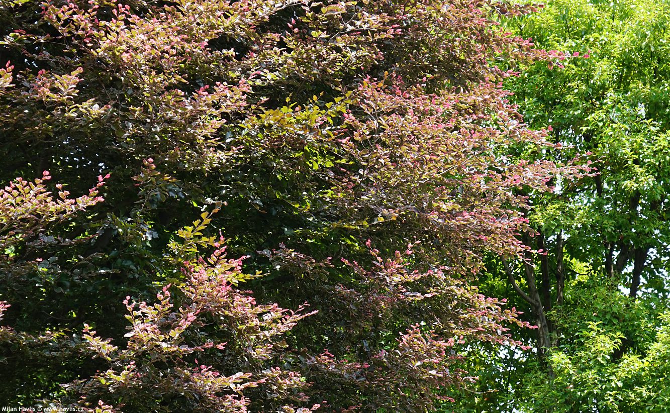 fagus sylvatica Purpurea Tricolor
