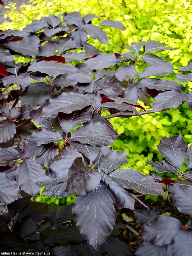 fagus sylvatica Riversii
