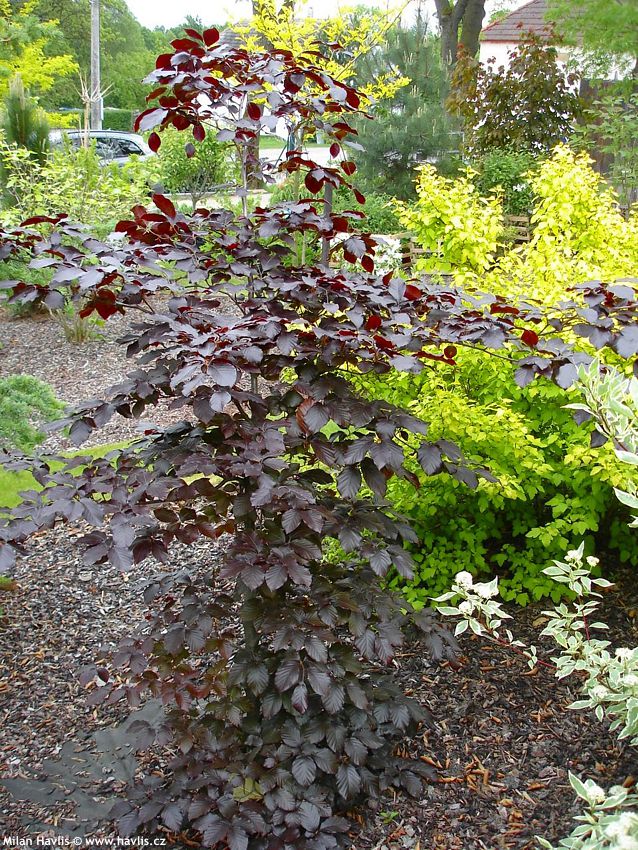 fagus sylvatica Riversii